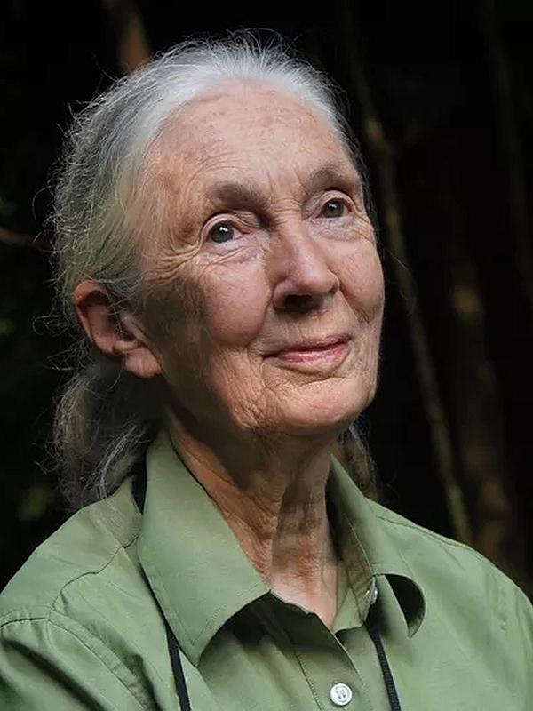 Jane Goodall Photo